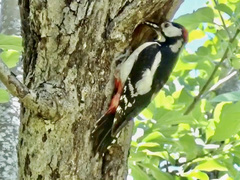 Dendrocopos major hispanus