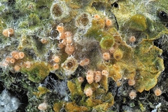 Paranectria oropensis