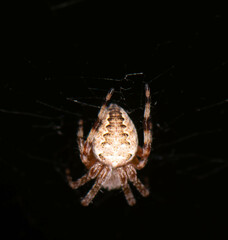 Araneus marmoreus