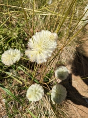 Ptilotus macrocephalus