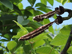Pseudobombax grandiflorum