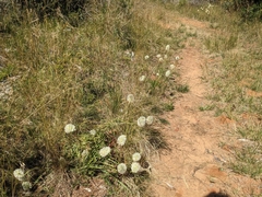 Ptilotus macrocephalus
