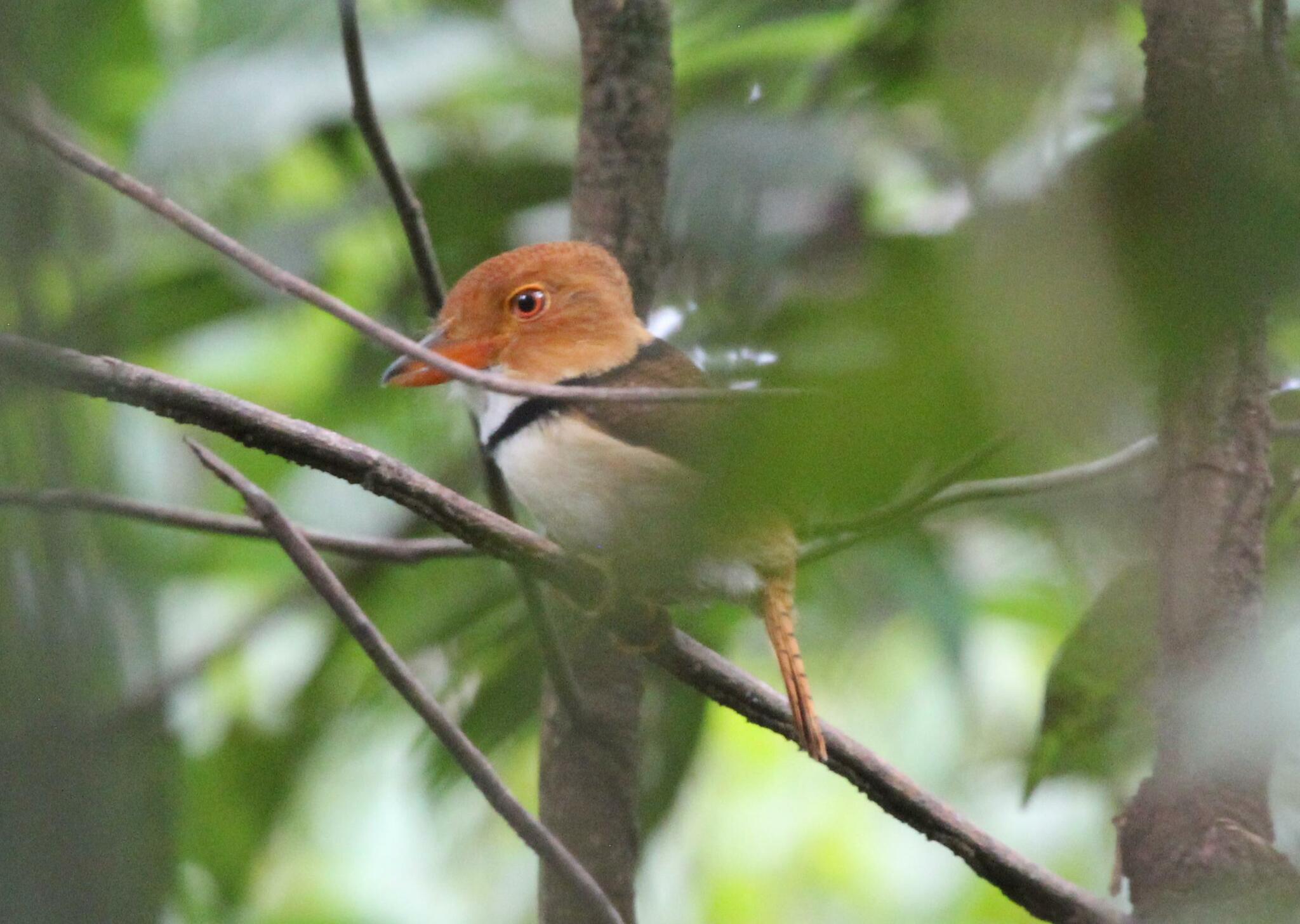 Collared Puffbird (Bucco capensis), photo 4