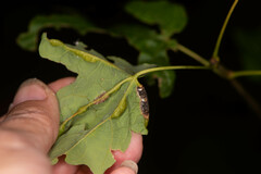 Dasineura communis