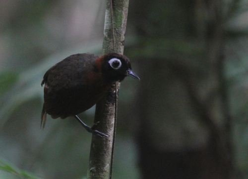 Chestnut-crested Antbird (Rhegmatorhina cristata)
