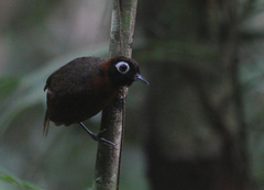 Chestnut-Crested Antbird photo 1