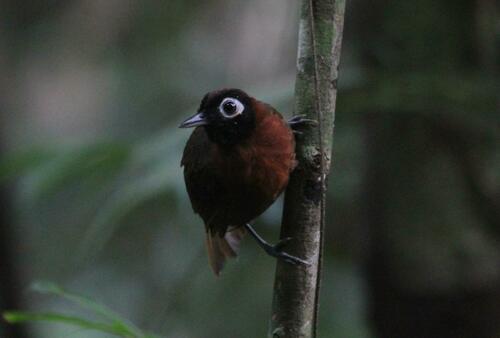 Chestnut-crested Antbird (Rhegmatorhina cristata), photo 2