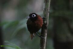 Chestnut-Crested Antbird photo 5
