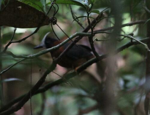 White-plumed Antbird (Pithys albifrons), photo 9