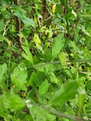 Baccharis glomeruliflora