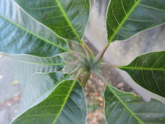 Pseudobombax grandiflorum