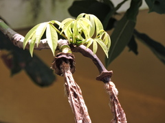 Pseudobombax grandiflorum