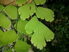 Adiantum tenerum