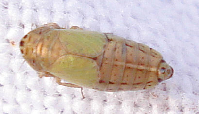 Doratura Stylata Inaturalist Ca