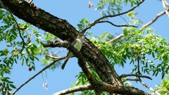 Myiarchus swainsoni