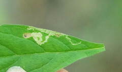 Liriomyza limopsis