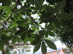 Pseudobombax grandiflorum