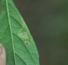 Liriomyza limopsis
