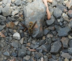 Ropalidia socialistica