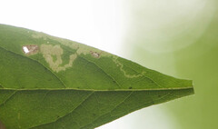 Liriomyza limopsis
