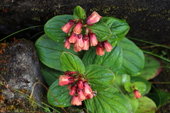 Saxifraga excellens