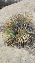 Hesperoyucca