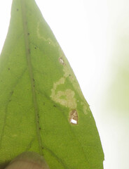 Liriomyza limopsis