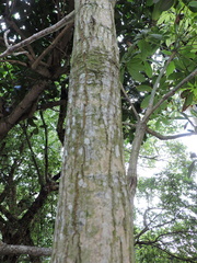 Pseudobombax grandiflorum