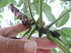 Pseudobombax grandiflorum