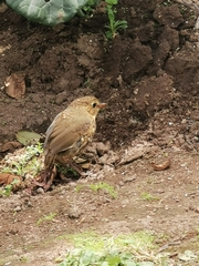 Grallaria quitensis