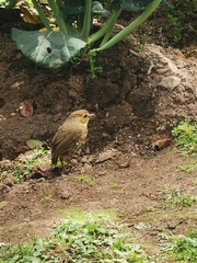 Grallaria quitensis