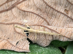 Libethra