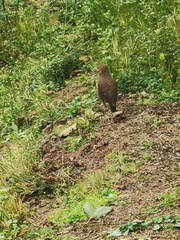 Grallaria quitensis