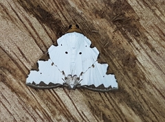 Eulepidotis testaceiceps