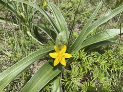 Hypoxis