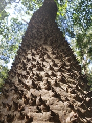 Hura polyandra