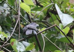 Cymbilaimus lineatus