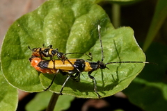 Chauliognathus imperialis