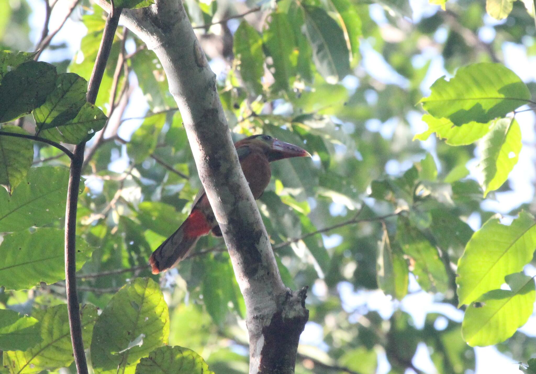 Tawny-tufted Toucanet (Selenidera nattereri), photo 2