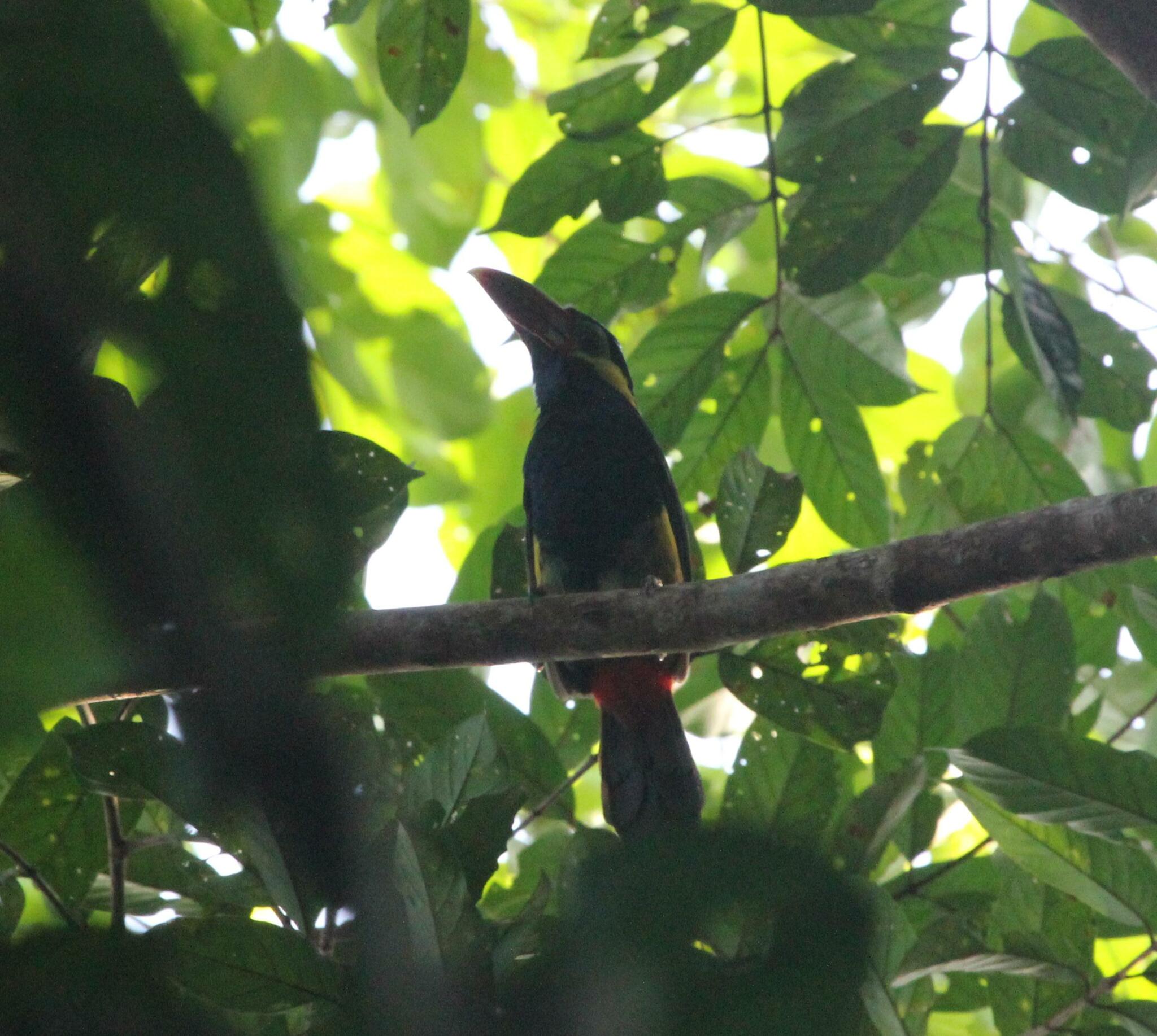 Tawny-tufted Toucanet (Selenidera nattereri), photo 1