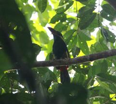 Selenidera nattereri