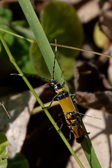 Chauliognathus imperialis