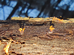 Nectria pseudotrichia