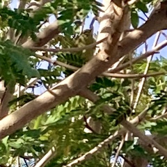 Leiothlypis celata