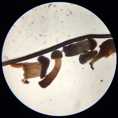 Nectria pseudotrichia