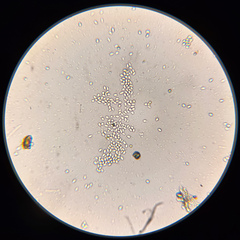 Nectria pseudotrichia