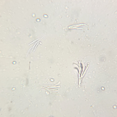 Nectria pseudotrichia