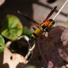 Chauliognathus imperialis