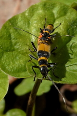 Chauliognathus imperialis