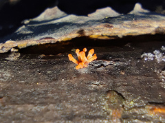 Nectria pseudotrichia